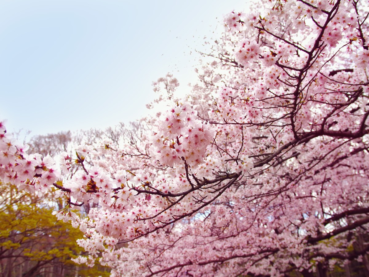 ◎商品入荷情報(2019年4月)◎