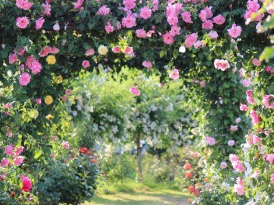 魅惑のバラの世界へ。ロリータ服でお出かけしたい素敵なバラ園たち。